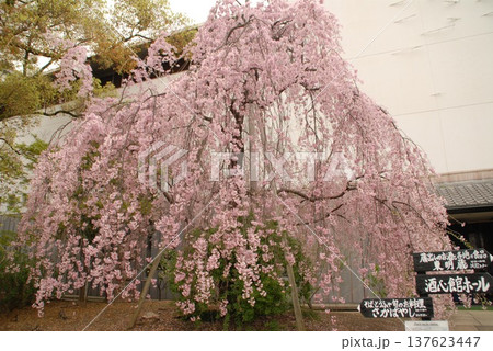 庭園内満開のしだれ桜と大きな建物 庭園内満開のしだれ桜と大きな建物 137623447