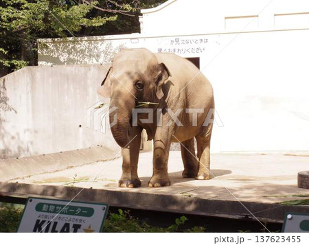 動物園の屋外にいるゾウの横顔 137623455