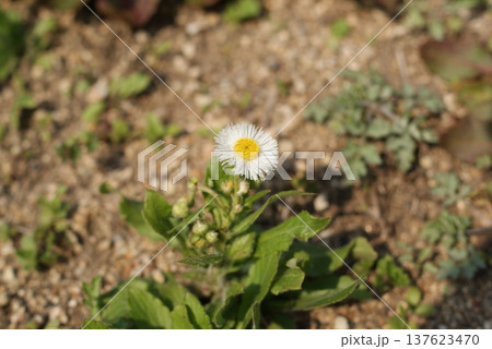 地面に咲く一輪の白い花と葉っぱ 137623470