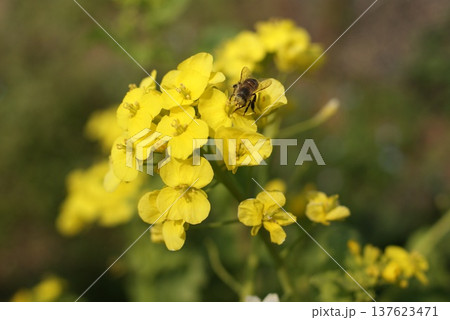 菜の花とミツバチのクローズアップ写真 137623471