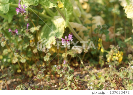 地面に紫色の小さい花が咲いている様子 137623472