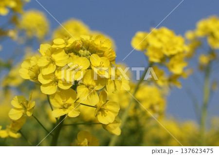 青空の下に咲く菜の花のクローズアップ 青空の下に咲く菜の花のクローズアップ 137623475