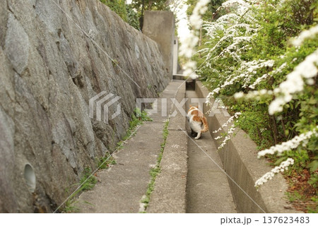 狭い路地を歩く猫と白い花の木々 狭い路地を歩く猫と白い花の木々 137623483