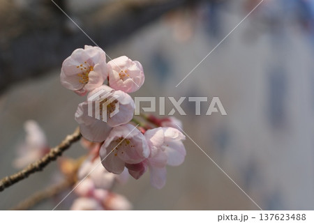 枝先に咲く淡いピンクの桜の花の様子 枝先に咲く淡いピンクの桜の花の様子 137623488