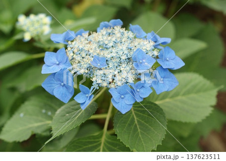 庭で咲く青色のガクアジサイの花 137623511