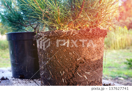 Pine tree root systems. Transplanting repotting Pine mughus plants growing ornamental trees planting 137627741