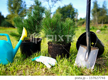 Pine tree repotting. Transplanting of Dwarf Mugo Pine grow in closed root system 137627748