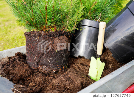 Pine tree repotting. Transplanting of Dwarf Mugo Pine grow in closed root system Pine tree repotting. Transplanting of Dwarf Mugo Pine grow in closed root system 137627749