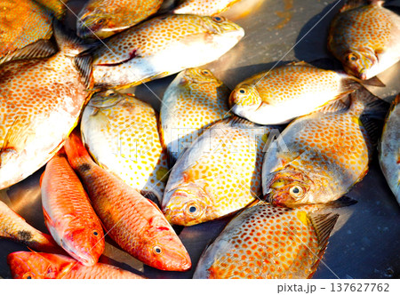 Fresh seafood in ice on counter in grocery store. Vendors display variety of sea fish. 137627762