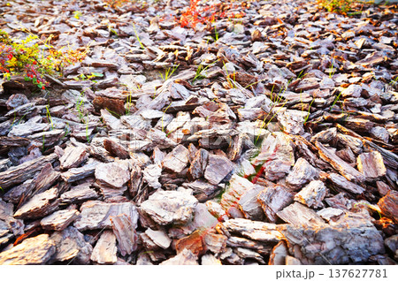 Pine bark background, texture. Pine bark for mulching soil at tree on plants in landscape design. 137627781
