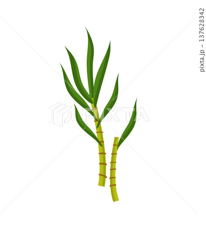 Sugarcane Stalks 137628342