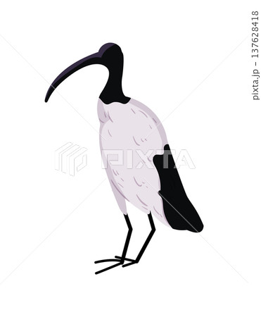 African Sacred Ibis African Sacred Ibis 137628418