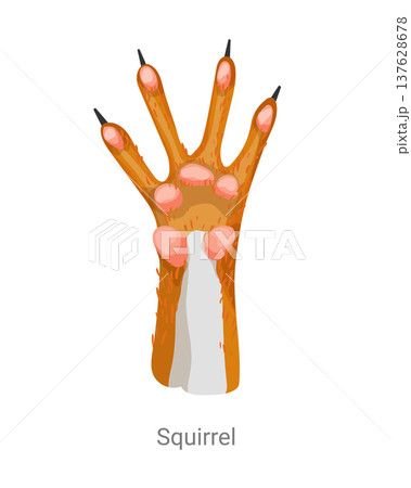 Cartoon vector illustration of a squirrel paw with long fingers and claws isolated on a white background for zoology, wildlife or educational design. Cartoon vector illustration of a squirrel paw with long fingers and claws isolated on a white background for zoology, wildlife or educational design. 137628678