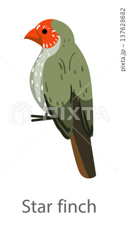Flat vector illustration of a star finch perched on a branch in side view. Small colorful finch bird isolated on a white background. 137628682