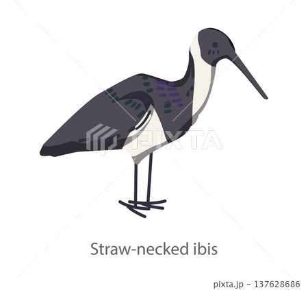 Flat vector illustration of a straw necked ibis standing in side view. Minimal cartoon style wading bird isolated on a white background suitable for educational and design materials. 137628686