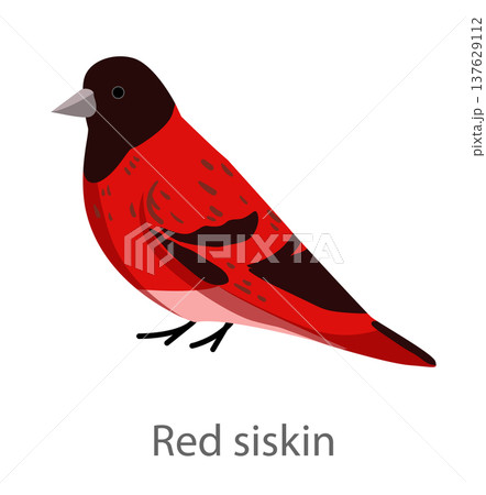 Flat vector illustration of a red siskin in side view. Small finch bird isolated on a white background. 137629112