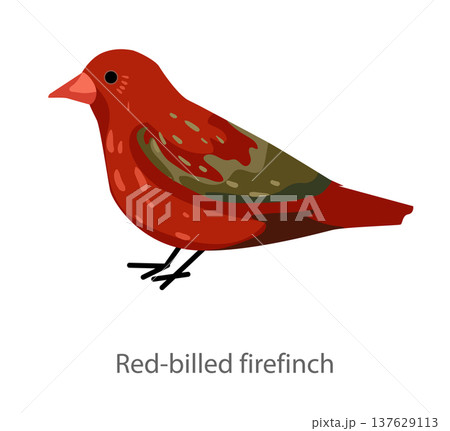 Flat vector illustration of a red-billed firefinch in side view. Small colorful finch isolated on a white background. 137629113
