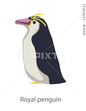 Flat vector illustration of a royal penguin standing in side view. Simple cartoon style bird character isolated on a white background, suitable for educational and design use. Flat vector illustration of a royal penguin standing in side view. Simple cartoon style bird character isolated on a white background, suitable for educational and design use. 137629121