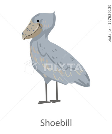 Flat vector illustration of a shoebill standing in side view. Large exotic marsh bird isolated on a white background suitable for educational and graphic design materials. Flat vector illustration of a shoebill standing in side view. Large exotic marsh bird isolated on a white background suitable for educational and graphic design materials. 137629139