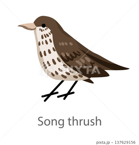 Flat vector illustration of a song thrush in side view. Brown spotted songbird isolated on a white background. 137629156