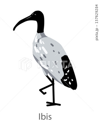 Flat vector illustration of an ibis standing in side view. Minimal cartoon style wading bird isolated on a white background suitable for educational and design materials. 137629284