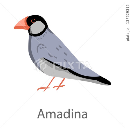Flat vector illustration of a Java sparrow (amadina) in side view. Small exotic finch isolated on a white background suitable for educational and design use. Flat vector illustration of a Java sparrow (amadina) in side view. Small exotic finch isolated on a white background suitable for educational and design use. 137629316
