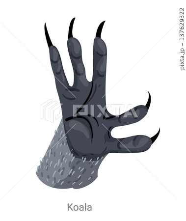 Cartoon vector illustration of a koala paw with long curved claws and fur isolated on a white background for wildlife education or zoology design. Cartoon vector illustration of a koala paw with long curved claws and fur isolated on a white background for wildlife education or zoology design. 137629322