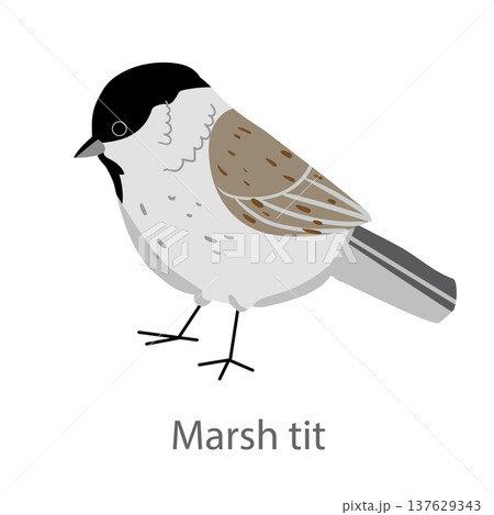 Flat vector illustration of a marsh tit in side view. Small forest songbird isolated on a white background. Flat vector illustration of a marsh tit in side view. Small forest songbird isolated on a white background. 137629343