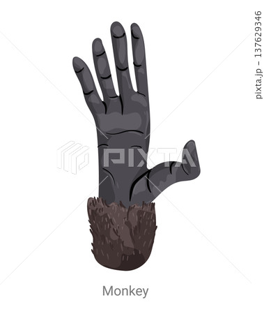 Cartoon vector illustration of a monkey hand...のイラスト素材 [137629346] - PIXTA