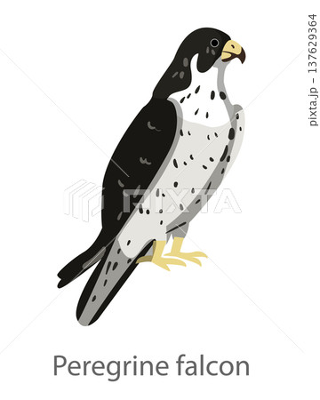 Flat vector illustration of a peregrine falcon in side view. Fast bird of prey isolated on a white background. Flat vector illustration of a peregrine falcon in side view. Fast bird of prey isolated on a white background. 137629364