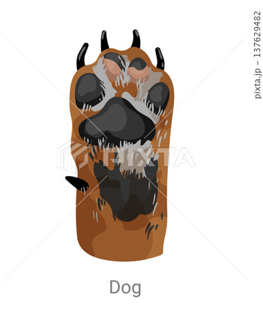 Cartoon vector illustration of a dog paw with pads, claws and fur texture isolated on a white background for pet, zoology or educational design. Cartoon vector illustration of a dog paw with pads, claws and fur texture isolated on a white background for pet, zoology or educational design. 137629482