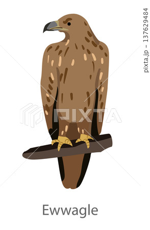 Flat vector illustration of an eagle perched on a branch in front view. Large bird of prey isolated on a white background. Flat vector illustration of an eagle perched on a branch in front view. Large bird of prey isolated on a white background. 137629484