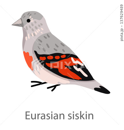 Flat vector illustration of a Eurasian siskin in side view. Small finch bird isolated on a white background suitable for educational and design use. 137629489
