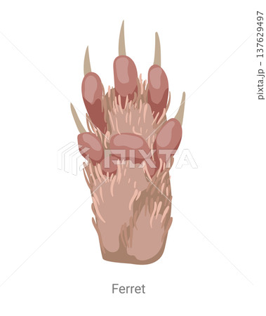 Cartoon vector illustration of a ferret paw with pads, claws and fur texture isolated on a white background for zoology, wildlife or educational design. 137629497