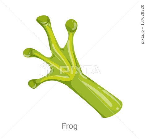 Cartoon vector illustration of a frog foot with long webbed toes isolated on a white background for zoology, biology or wildlife educational design. 137629520