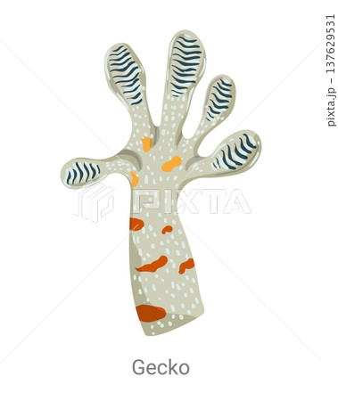 Cartoon vector illustration of a gecko foot with adhesive toe pads isolated on a white background for zoology, biology or wildlife educational design. Cartoon vector illustration of a gecko foot with adhesive toe pads isolated on a white background for zoology, biology or wildlife educational design. 137629531