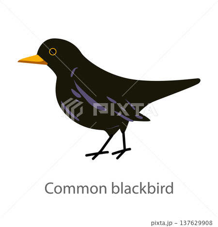 Flat vector illustration of a common blackbird in side view. Black songbird isolated on a white background. 137629908