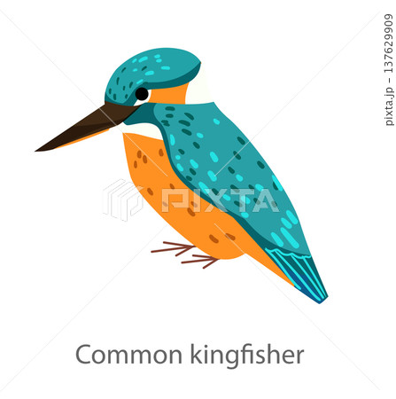 Flat vector illustration of a common kingfisher in side view. Colorful water bird isolated on a white background. Flat vector illustration of a common kingfisher in side view. Colorful water bird isolated on a white background. 137629909
