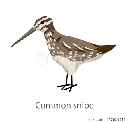 Flat vector illustration of a common snipe in side view. Long-billed wading bird isolated on a white background. Flat vector illustration of a common snipe in side view. Long-billed wading bird isolated on a white background. 137629911