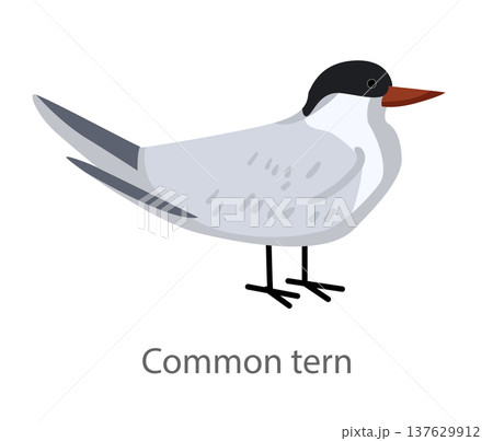 Flat vector illustration of a common tern in side view. Elegant seabird isolated on a white background suitable for educational and graphic design materials. Flat vector illustration of a common tern in side view. Elegant seabird isolated on a white background suitable for educational and graphic design materials. 137629912