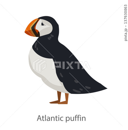 Flat vector illustration of an Atlantic puffin standing in side view. Cartoon seabird character isolated on a white background suitable for educational and graphic design projects. Flat vector illustration of an Atlantic puffin standing in side view. Cartoon seabird character isolated on a white background suitable for educational and graphic design projects. 137630863
