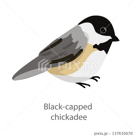 Flat vector illustration of a black-capped chickadee in side view. Small grey songbird with black head isolated on a white background. Flat vector illustration of a black-capped chickadee in side view. Small grey songbird with black head isolated on a white background. 137630870