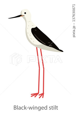 Flat vector illustration of a black-winged stilt in side view. Elegant wading bird with long red legs isolated on a white background. 137630871