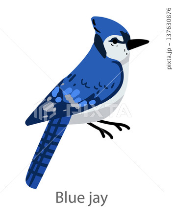 Flat vector illustration of a blue jay in side view. Bright blue corvid bird isolated on a white background. 137630876