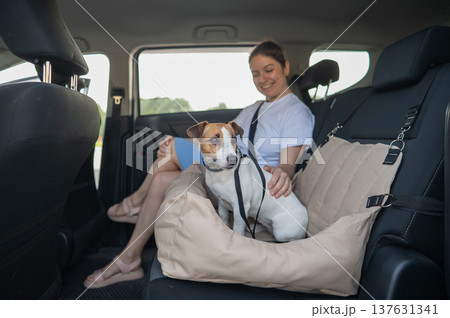 Caucasian woman travels by car with her dog. Jack Russell Terrier in a special car seat.  137631341