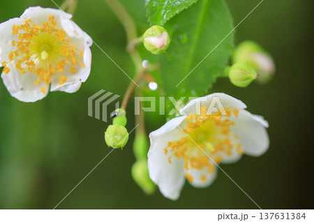 初夏に森に咲くノイバラの白い花 初夏に森に咲くノイバラの白い花 137631384