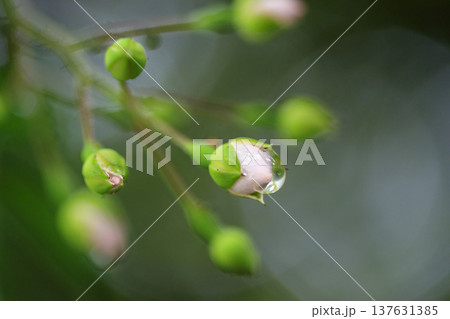 初夏に森に咲くノイバラの白い花 137631385