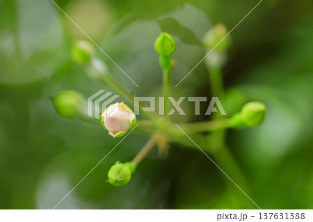 初夏に森に咲くノイバラの白い花 137631388