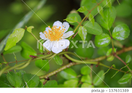 初夏に森に咲くノイバラの白い花 137631389