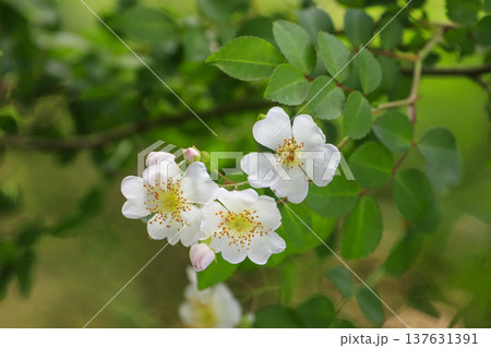 初夏に森に咲くノイバラの白い花 初夏に森に咲くノイバラの白い花 137631391